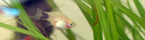FISH_IMG_0461.jpg