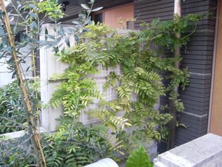 -smallDSC01443.JPG